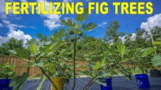 Why Do My Fig Trees Look So Good How I Fertilize My Figs [upl. by Rol]