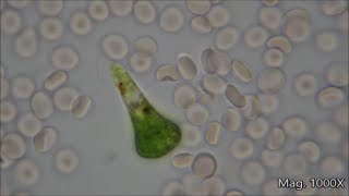 Comparing Microorganism Size Under the Microscope [upl. by Kosel66]