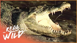 Crocodile Island The Land Of Killer Crocs And More Wildlife Documentary  Real Wild [upl. by Antipas]