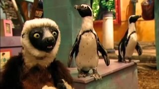 Zoboomafoo Cap 34 quotCriaturas Acuáticasquot [upl. by Arihday]