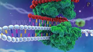 Gene Silencing Methods CRISPR vs TALENs vs RNAi [upl. by Dloniger]