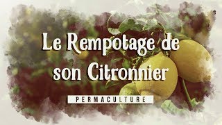 Le Rempotage de mon Citronnier [upl. by Levy]