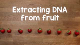 Extracting DNA from fruit [upl. by Frannie]