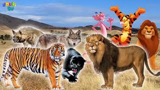 wild animals drulii tv finger family [upl. by Vernor558]