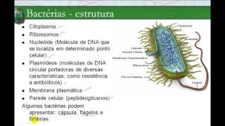 Reino Monera – as bactérias e cianobactérias – características [upl. by Gariepy]