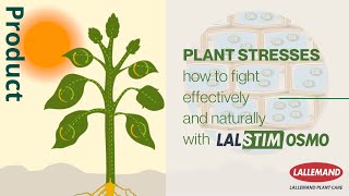 Plant stresses how to fight effectively and naturally with Lalstim Osmo [upl. by Dawkins561]