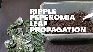 Ripple Peperomia Leaf Propagation [upl. by Avin]