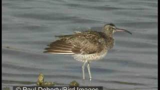 Slenderbilled curlew compared to whimbrel and curlew [upl. by Orsino]