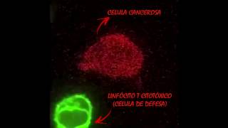 Células de defesa atacando células cancerosas [upl. by Paxon752]