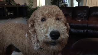 Barking dog goldendoodle [upl. by Aimit]