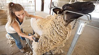 Amazing Modern Automatic Sheep Farming Technology  Fastest Shearing Cleaning and Milking Machines [upl. by Anoval637]