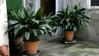 Aspidistra características y cuidados  Jardinería [upl. by Esinev492]