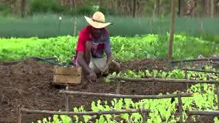 Caminhos da Reportagem  Agricultura familiar [upl. by Ybbil]