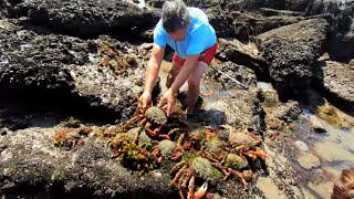 COASTAL FORAGING  MY BIGGEST EVER HAND CAUGHT BLUE LOBSTER SPIDER CRABS AND PRIME SUMMER PRAWNS [upl. by Nelon966]