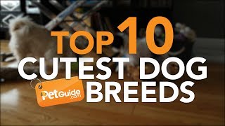 Top 10 Cutest Dog Breeds [upl. by Eleynad380]