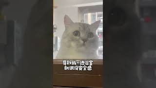 【布丁仔和泡芙妹的一天】我家猫不仅听得懂我说话，甚至还会开口说人话了！ [upl. by Livingston754]