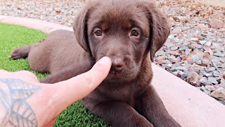 Playing Tag With Labrador Puppies [upl. by Mosora]