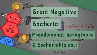 Gram Negative Bacteria Pseudomonas aeruginosa and Escherichia coli [upl. by Ardnaiek388]