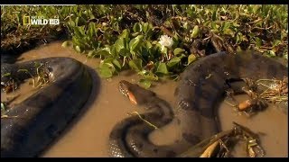 LA ANACONDA REINA DE LAS SERPIENTES  DOCUMENTAL [upl. by Retsevel]