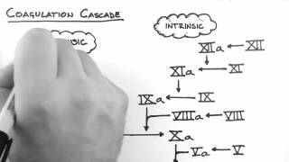 Haemostasis 2  Coagulation Cascade [upl. by Mayworm925]