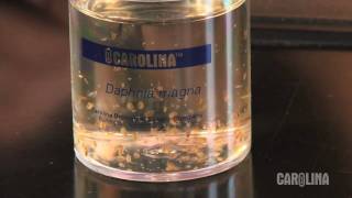 How to Care for Daphnia [upl. by Eihs939]