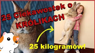 🐰 25 Ciekawostek o KRÓLIKACH 🥕 Linarchie 🐹 Informacje o królikach [upl. by Rugg]