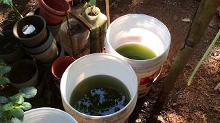 How to grow Green Water Algae [upl. by Aynnat]