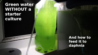 Green Water WITHOUT a Starter Culture  From Scratch  How To [upl. by Karla629]