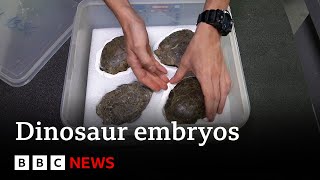 Inside Portugals dinosaur embryo discovery  BBC News [upl. by Anuahs]