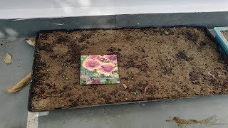 How to grow Gaillardia Flower [upl. by Erait]