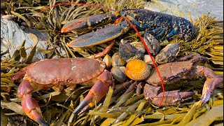 Coastal Foraging  Lobster Cockles Clam and Crab Beach Cook Up [upl. by Gavra]