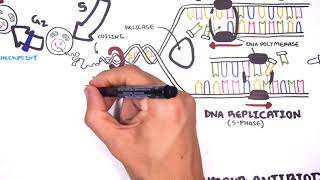 Pharmacology  Chemotherapy agents MOA Alkalating antimetabolites topoisomerase antimitotic [upl. by Anny140]