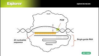 4 CRISPR Cas9  Gene Regulation with dCas9 [upl. by Allmon]