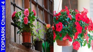 10 Plantas con flores ideales para macetas [upl. by Tterab]