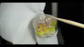 How to Pollinate Orchids  Phalaenopsis Orchid [upl. by Elehcin]