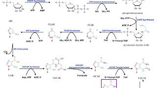 Nucleotide Metabolism  Purine Biosynthesis 1 Up to IMP [upl. by Aneerb991]