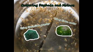 How To Culture Daphnia and Moinas using Green Water Spirulina powder [upl. by Urbani]