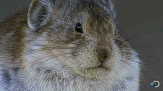 Cute Pika Devours Bird Brains  North America [upl. by Elizabeth]