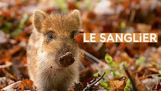 Le sanglier [upl. by Chiarra]