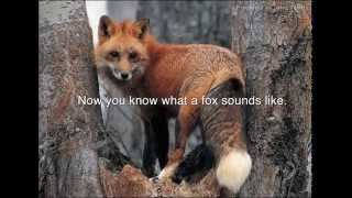 Screaming Foxes  Audio [upl. by Iasi]