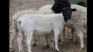 AUSTRALIAN DORPER SHEEP [upl. by Basso]