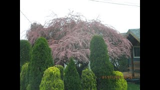 Amazing Tamarix tree in bloom [upl. by Warren]