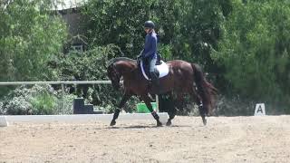 How to ride Dressage Training level test 1 [upl. by Asylla]