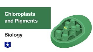 Chloroplasts and Pigments  Biology [upl. by Nyrual]