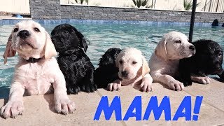 LABRADOR MOM TEACHES HER PUPPIES TO SWIM [upl. by Wendi]