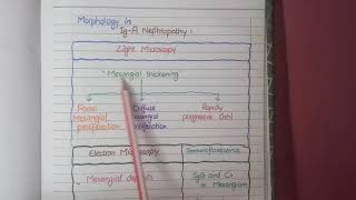 IgA Nephropathy  Pathology [upl. by Brubaker]