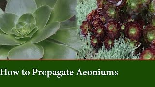 How to Propagate Aeonium from Cuttings [upl. by Bryon]