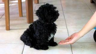 Bichon havanais de 3 mois [upl. by Bachman]