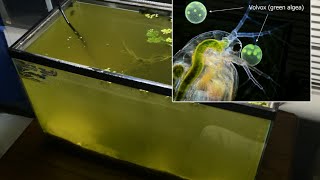 Raising Daphnia for the Freshwater Aquarium [upl. by Rox]