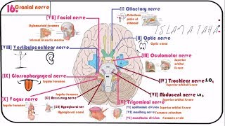 16 Cranial nerves [upl. by Anselme]